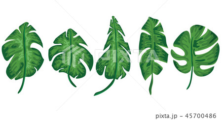 Set of palm tropical leaves set on white. 45700486