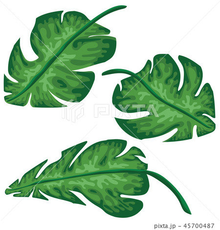 Palm tropical leaves set isolated on white. 45700487