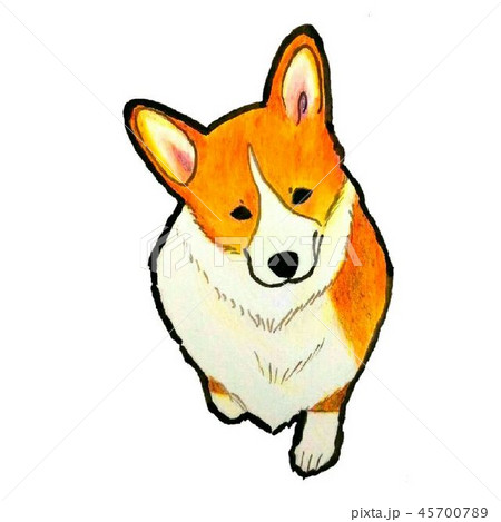 片足を挙げて首を傾げるコーギーのイラスト素材