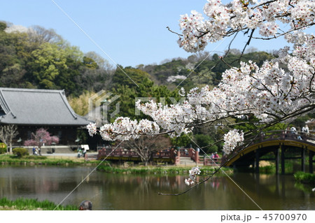 桜咲く称名寺阿字が池 45700970