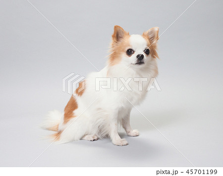 お座りしたチワワ 45701199