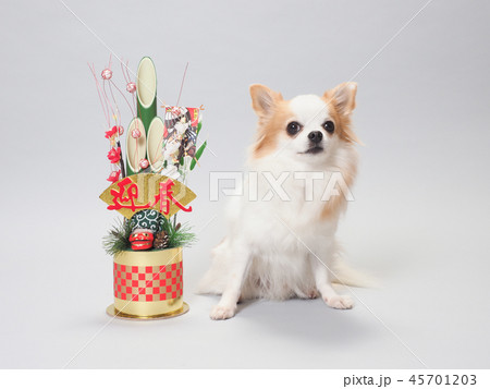 門松とお座りしたチワワ 45701203