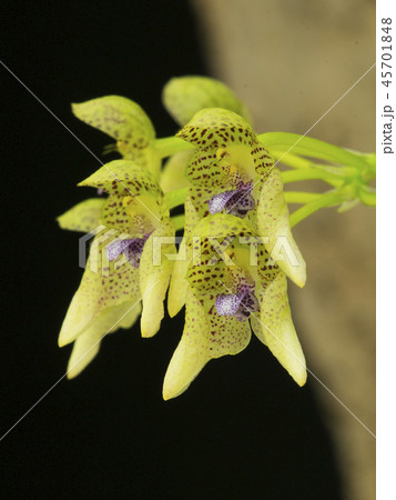 原種洋ランBulbophyllum guttulatumの写真 45701848