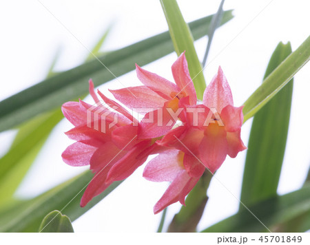 洋蘭の原種　Hexisea imbriataの花 45701849