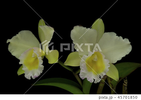 洋ラン　カトレア　Rlc.Prince of Orient "Nana" の写真 45701850