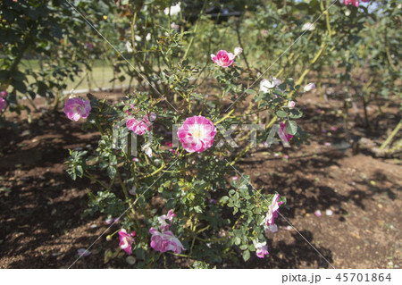 荒尾市　おもやい市民花壇　バラの花、 45701864