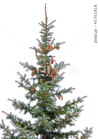 Christmas Tree in snow Isolated over White background 45701918