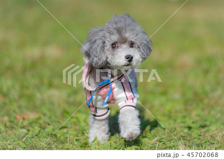 トイプードル ドックランで楽しむわんちゃん 可愛い犬 散歩する犬 の写真素材