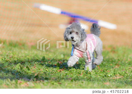 トイプードル ドックランで楽しむわんちゃん 可愛い犬 散歩する犬 の写真素材