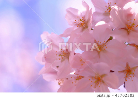 桜 45702382