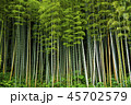 竹林 45702579