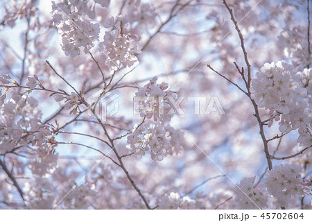 カナダで出逢った桜たち カナダで出逢った桜たち 45702604