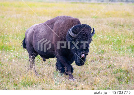 The bison in Yellowstone National Park, Wyoming The bison in Yellowstone National Park, Wyoming 45702779