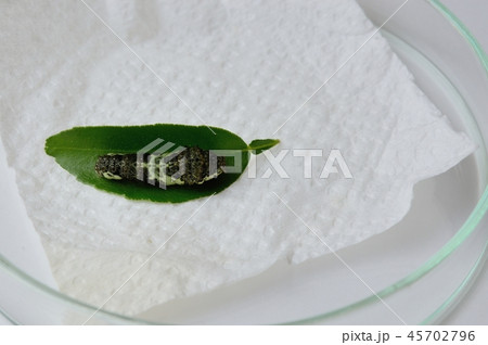 脱皮直前のナミアゲハの4齢幼虫 脱皮直前のナミアゲハの4齢幼虫 45702796