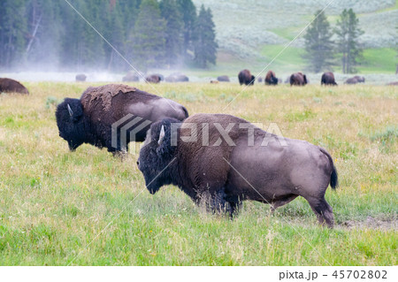 The herd bison in Yellowstone National Park The herd bison in Yellowstone National Park 45702802