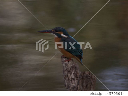 カワセミ 45703014