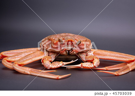 ズワイガニのメス　食材 45703039