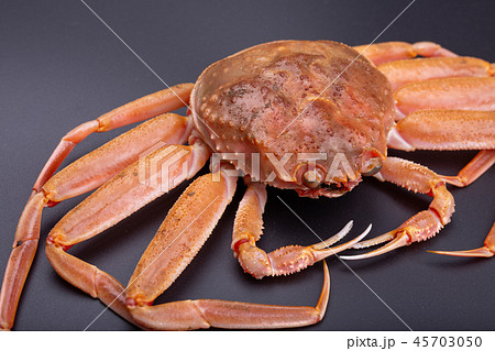 ズワイガニのメス　食材 45703050