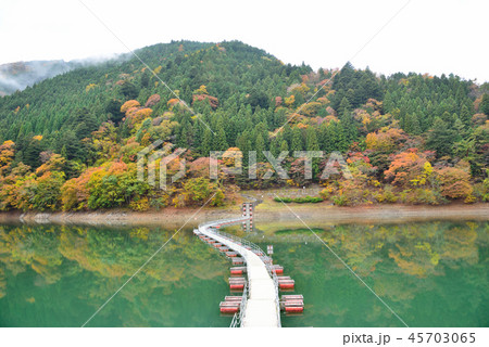 ＜奥多摩湖＞　紅葉の留浦浮橋（ドラム缶橋）　東京都西多摩郡奥多摩町 45703065