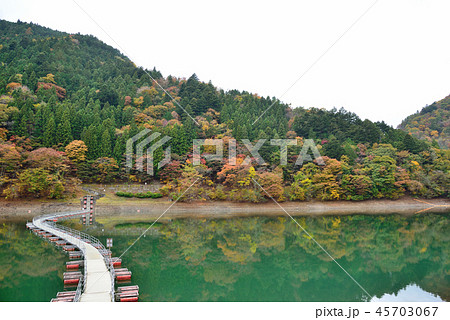 ＜奥多摩湖＞　紅葉の留浦浮橋（ドラム缶橋）　東京都西多摩郡奥多摩町 45703067