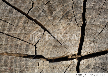 Old wood texture with natural patterns. 45703356