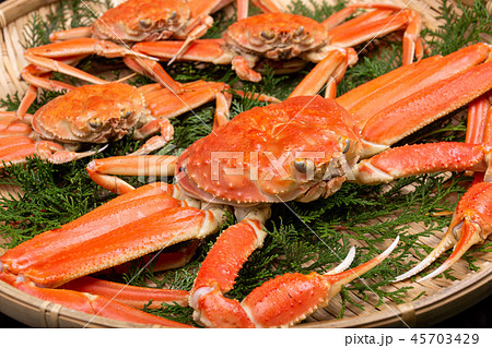 松葉ガニ　食材 45703429