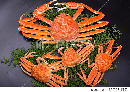 松葉ガニ　食材 45703457