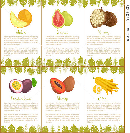 Melon and Guava, Marang and Passion Fruit, Mamey Melon and Guava, Marang and Passion Fruit, Mamey 45703605