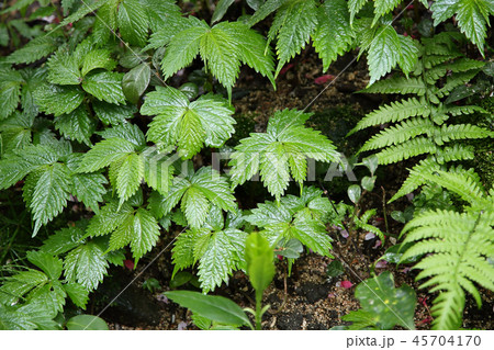 春の沢辺　若芽 45704170