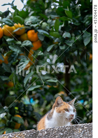 三毛猫 三毛猫 45704478