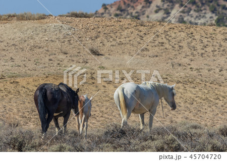 Wild Horses in the Colorado Desert 45704720