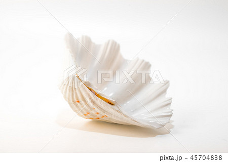 Sea shell tropical mollusk isolated on white Sea shell tropical mollusk isolated on white 45704838