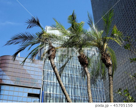 フェニックスロベレニー/銀座ソニーパーク フェニックスロベレニー/銀座ソニーパーク 45705150