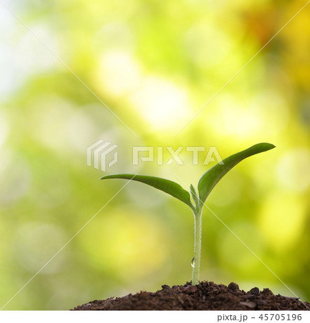 Young green tree growing under morning light 45705196