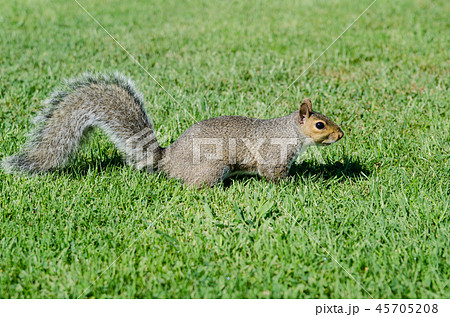 野生のリス 45705208