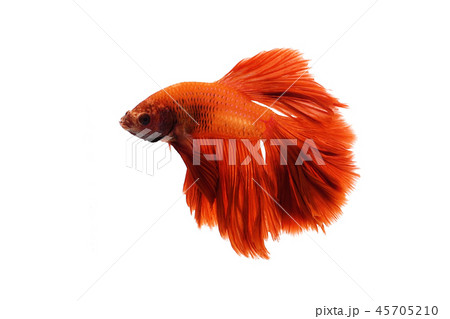 Red orange siamese fighting fish. 45705210