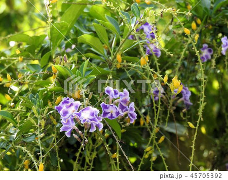 デュランタの花と実／北品川 45705392