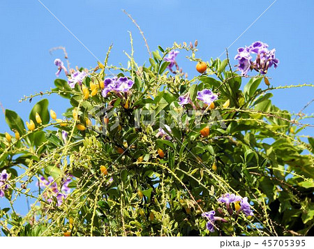 デュランタの花と実/北品川 デュランタの花と実/北品川 45705395