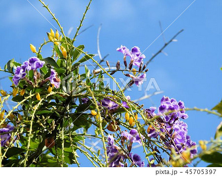デュランタの花と実／北品川 45705397
