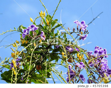 デュランタの花と実／北品川 45705398
