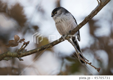 Long-tailed tit (Aegithalos caudatus) Long-tailed tit (Aegithalos caudatus) 45705731