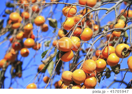 たわわになる柿　青空背景　 45705947