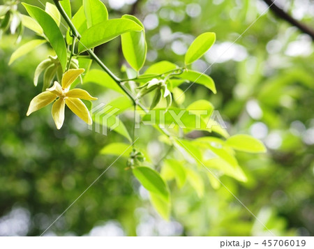 large creeping plant ANNONACEAE Artabotrys flowers large creeping plant ANNONACEAE Artabotrys flowers 45706019