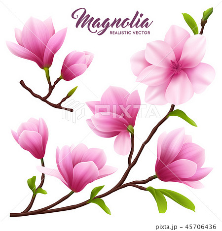 Realistic Magnolia Flower Icon Setのイラスト素材