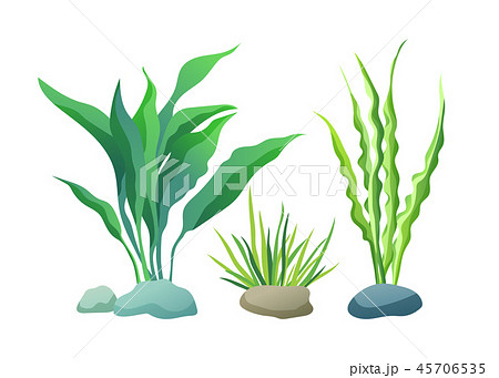 Sea or Aquarium Algae Types Color Illustration Set 45706535