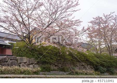桜 さくら サクラ 45711041