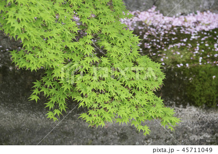 桜 さくら サクラ 45711049