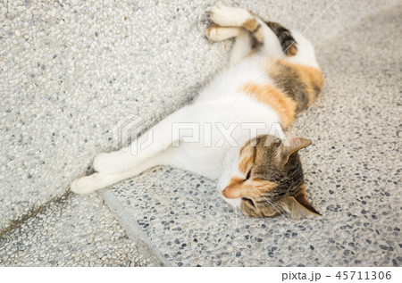funny cat sleep funny cat sleep 45711306