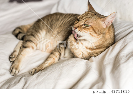 cat wash and stay on a bed cat wash and stay on a bed 45711319