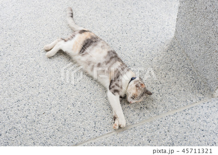 cat sleep on the ground 45711321